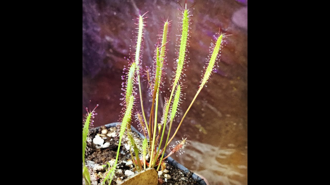 Drosera linearis: A Northern Enigma