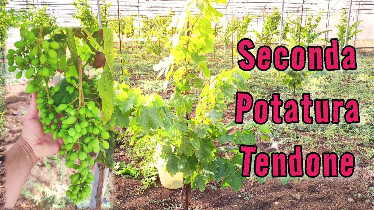 Guida Seconda Potatura Vite Uva da Tavola