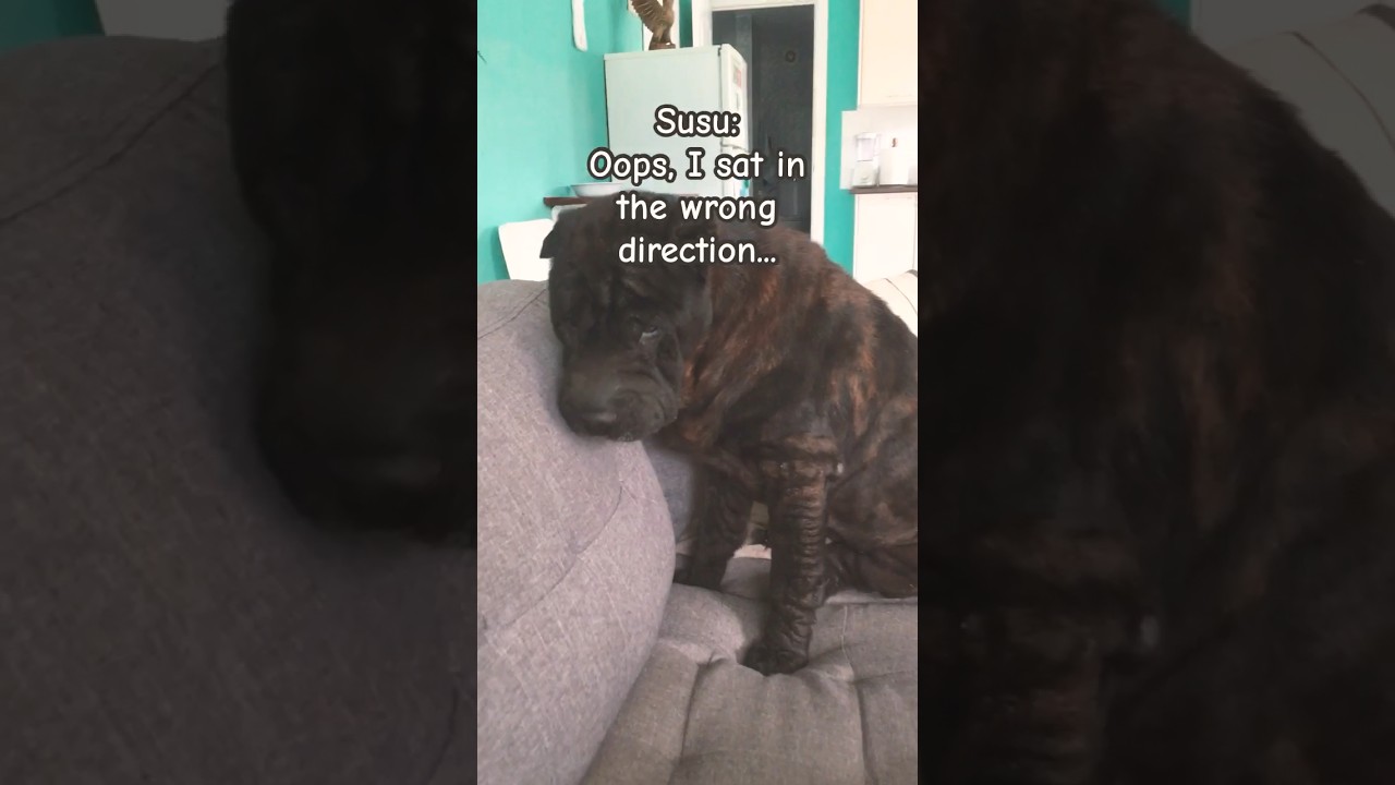 Susu the dog was looking for direction a bit! 