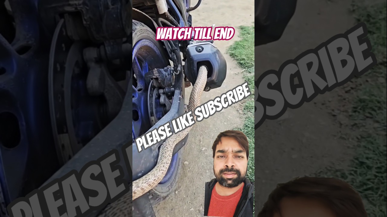 Snake in bike silencer 