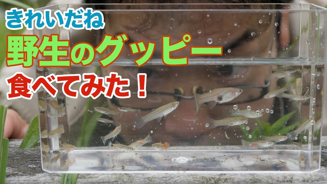 【STOP温暖化】野生化したグッピーをおしゃれに食べてみた！