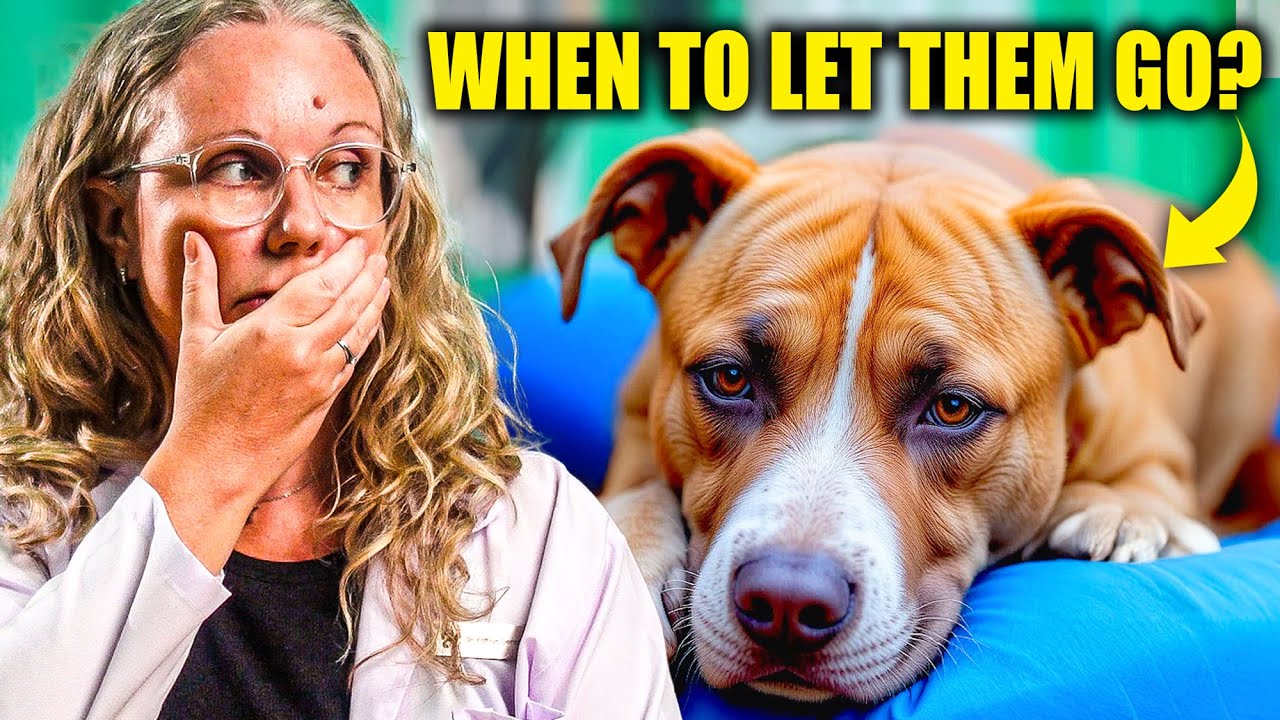 Vet Answers: When Is It Time To Euthanize Your Dog? (Toughest Question For Pet Owners)
