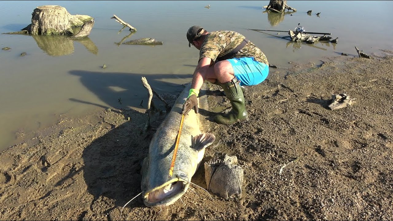 gros silure attaque en surface,whopper plopper
