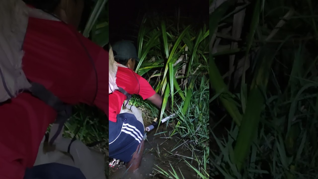 ngeri malam hari berburu ikan gabus liar di rawa rawa. 