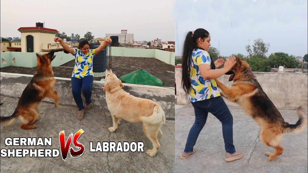 Dog Training | Labrador Vs German Shepherd  😱😱