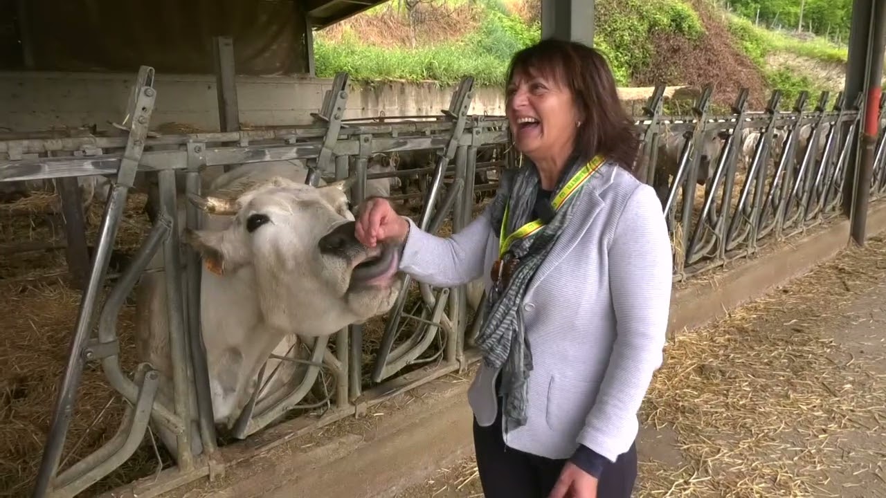 Aramengo in borgata Boi, provincia di Asti - Franco Serra è un allevatore di razza bovina piemontese