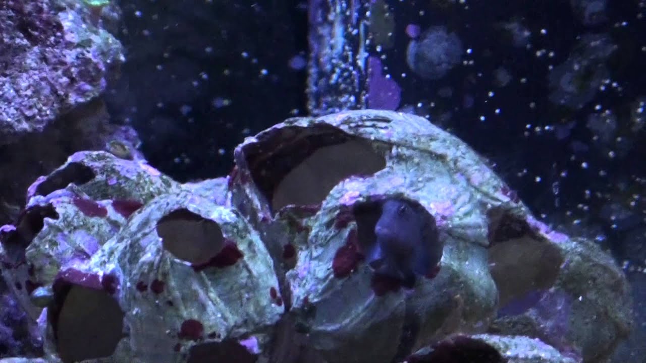 Juwel Vision 180 Marine setup