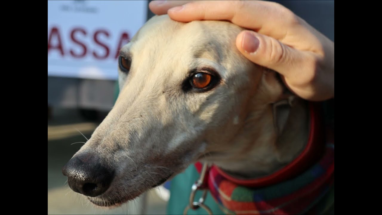 Arrivo galgo del 28 gennaio 2023