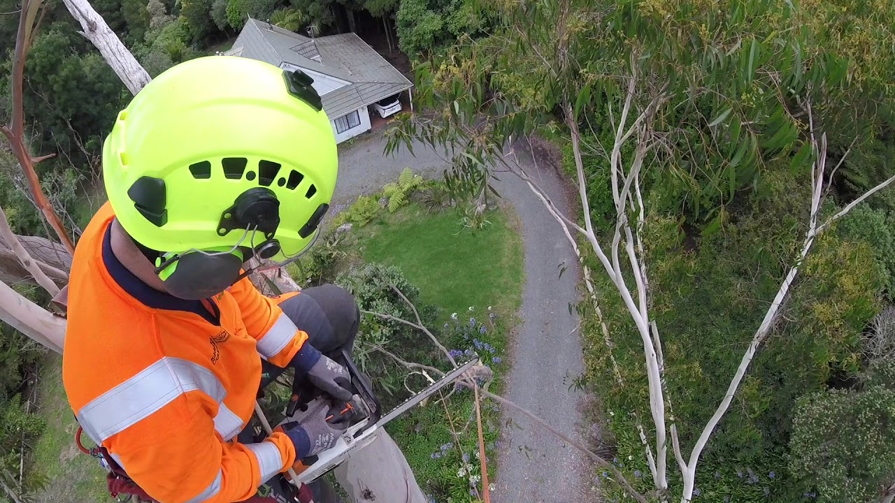 First week in New Zealand Arborist work