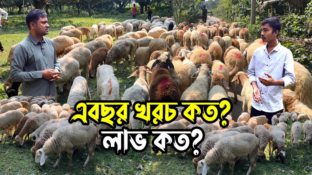 ৭ বছরের গাড়ল খামার এই খামার থেকে অর্জন কি বিস্তারিত জানবো এই ভিডিওর মাধ্যমে | Nil Bangla Krishi
