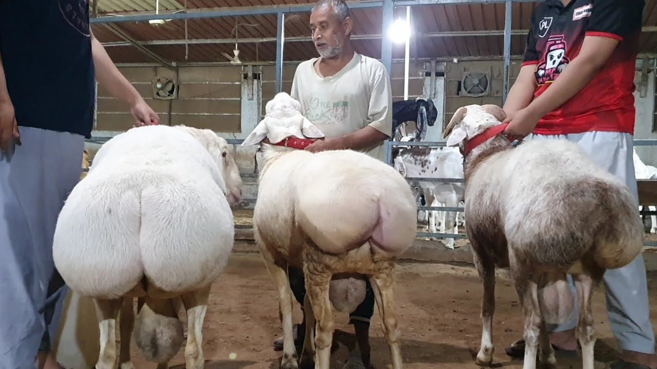 Dumba Sheep Palan At Silver Agro Goat Farm.