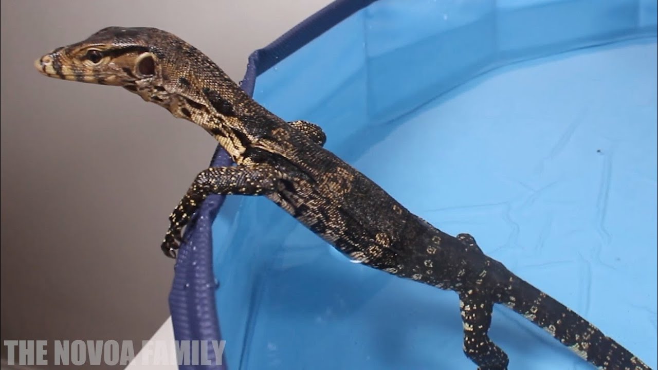 Asian Water Monitor swimming in the pool
