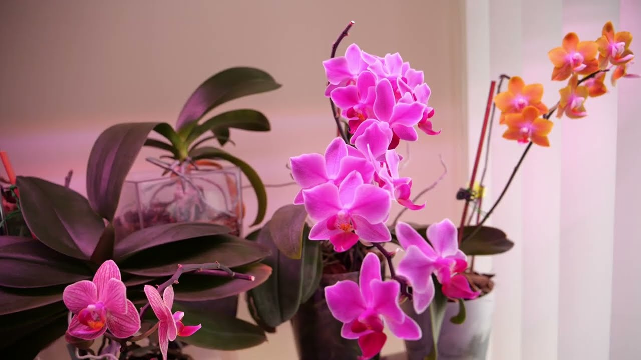 Стеллаж со старыми орхидеями | Корни у деток. Корневые и БЕЗ корней.