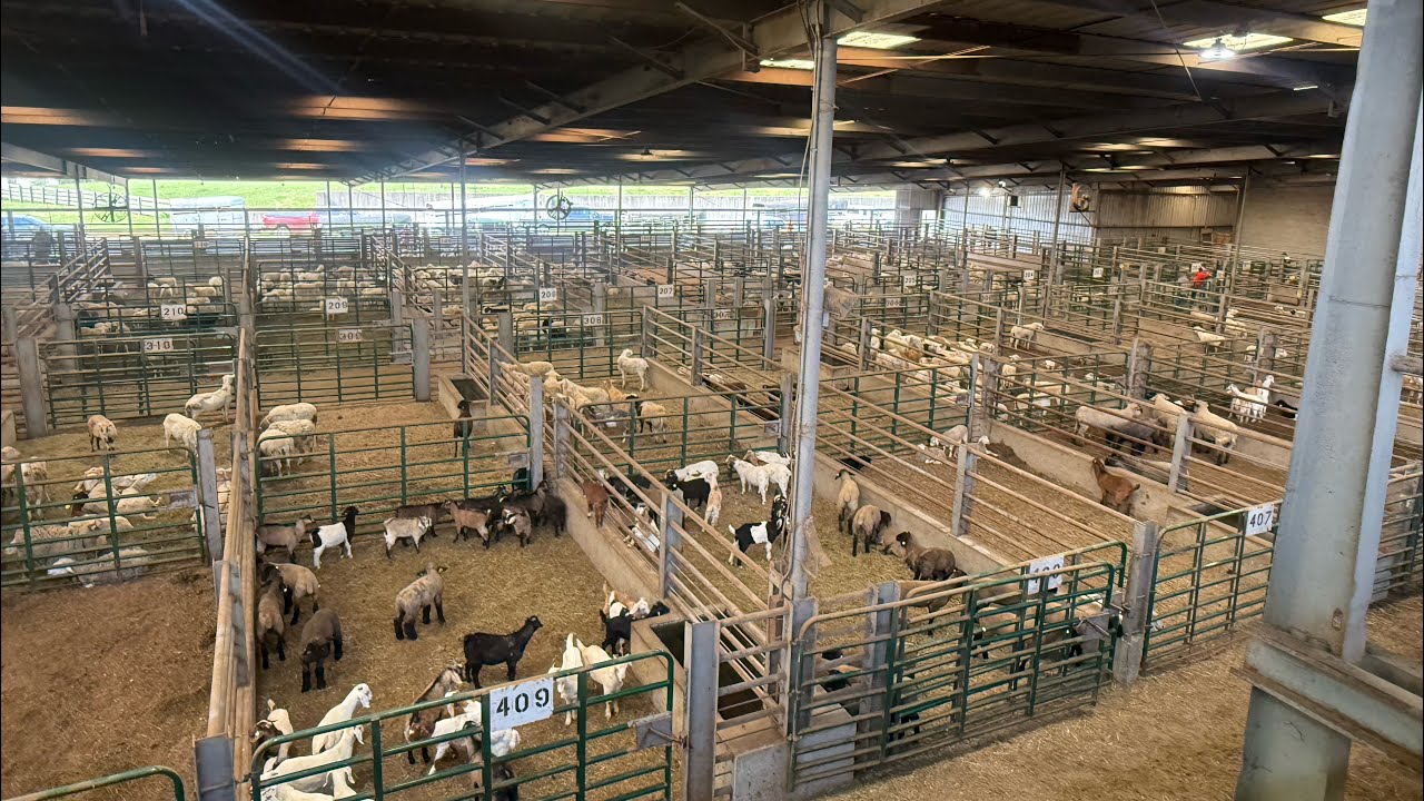 Selling Katahdin Sheep at a Graded Sheep Sale