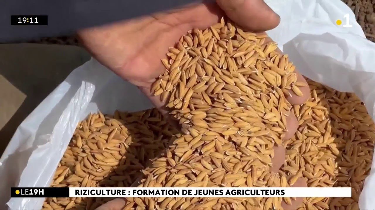 A Saint-Paul, des agriculteurs se forment à la culture du riz
