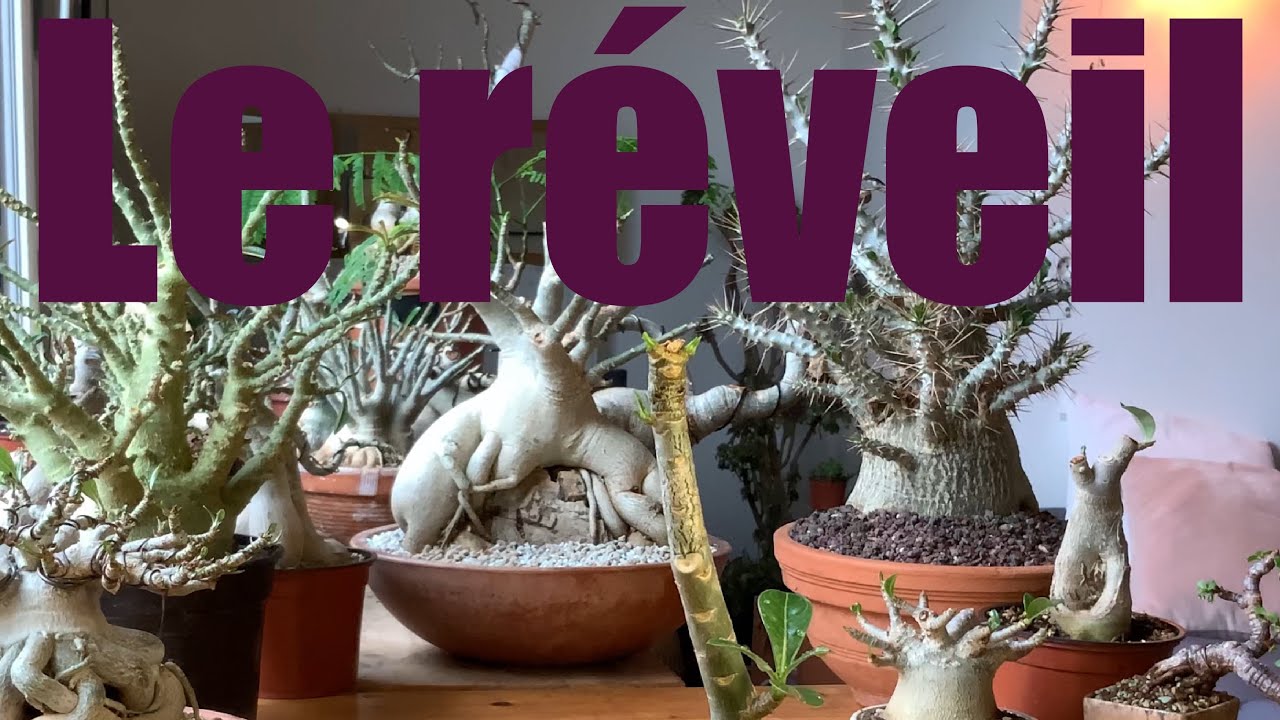 Le réveil des adenium