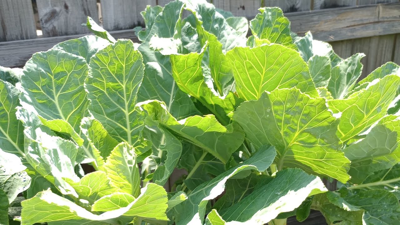 10 Tips for growing Collard Greens.