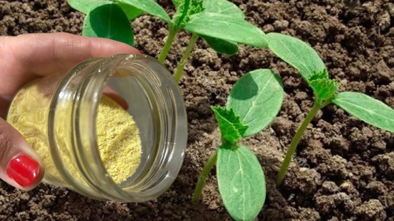 ГОНИ МУРАВЬЕВ И ЗАВОД ЛЕЖИТ СЕЙЧАС! 99% людей этого не знают