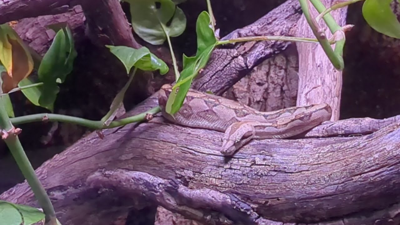 Adding More Enrichment for my Boa Constrictor!