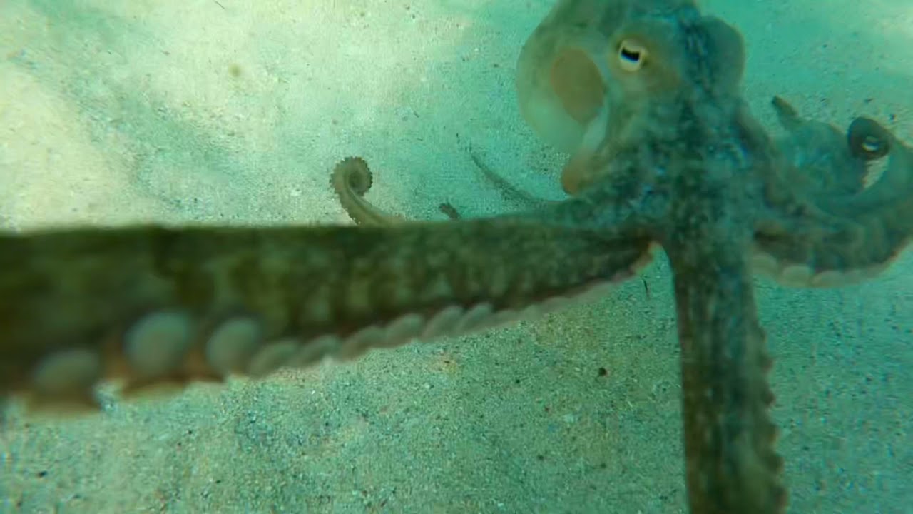 Snorkelling Mettams Pool - Summer 2020