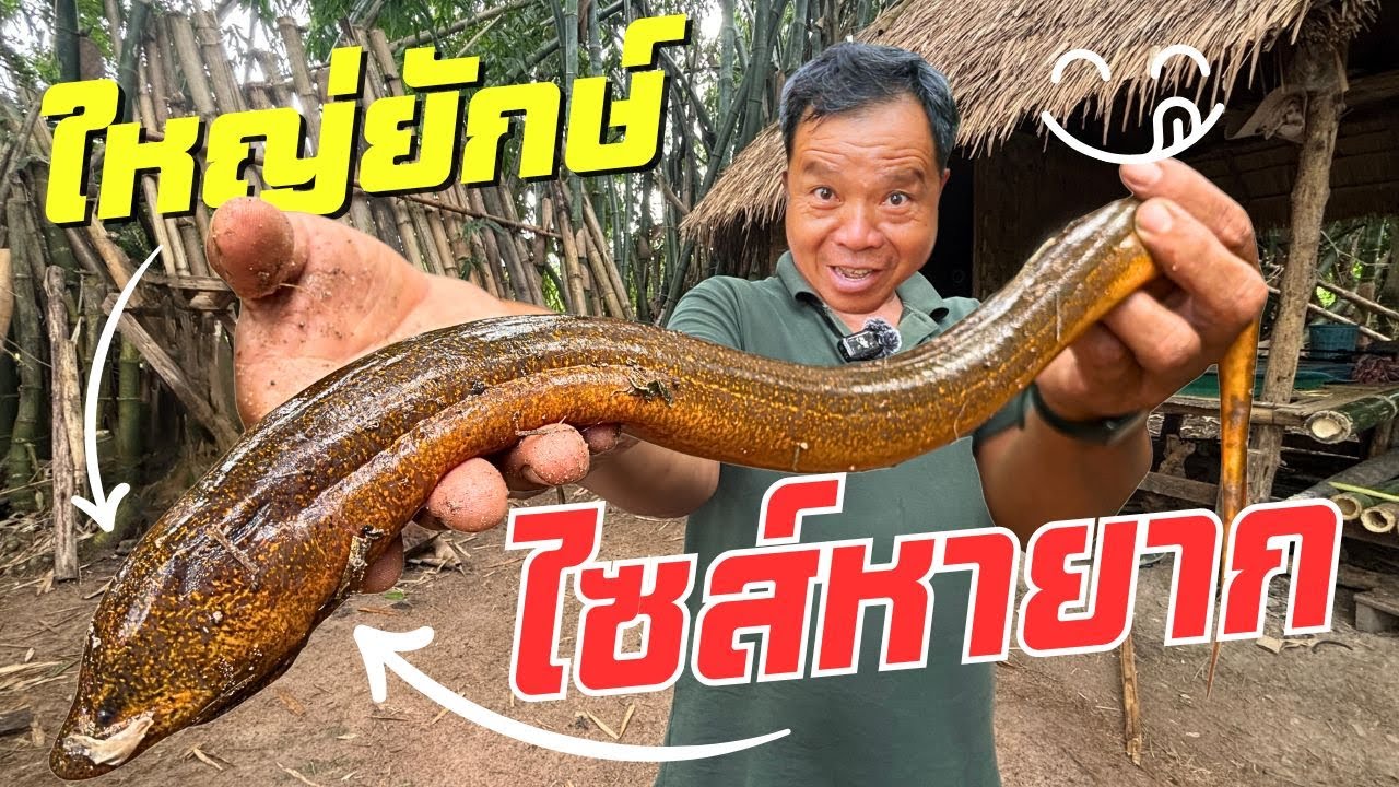 ไซส์หายาก! พ่อเจอปลาไหลตัวใหญ่ ทำผัดหน่อไม้ส้ม สูตรจี่พริกก่อนผัด