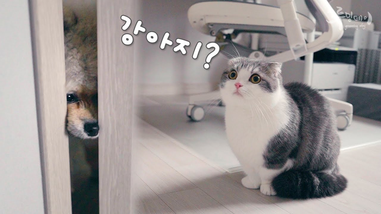 고양이와 강아지는 친구가 될 수 있을까요?
