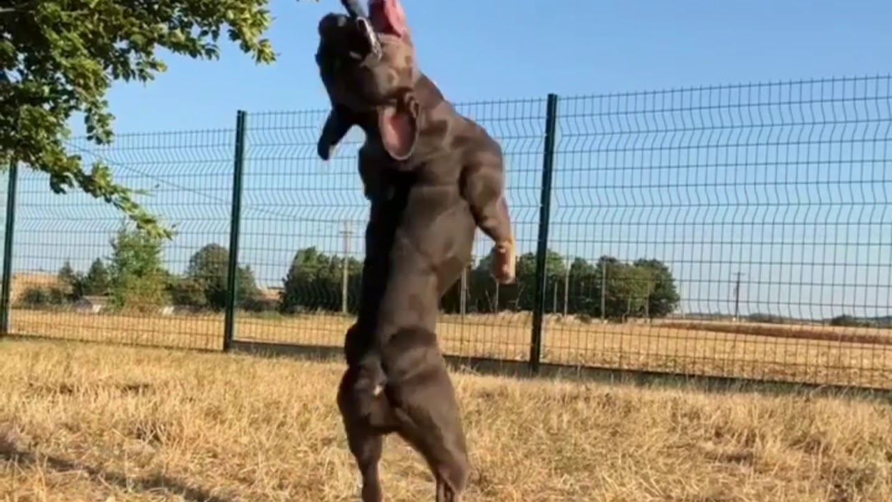Working FRENCH BULLDOG ⬅️Breed Dog From @littlebluebullies