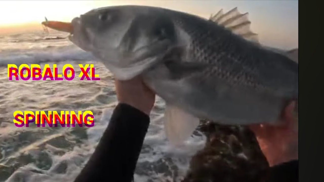 Robalo 7 kg (Spinning)
