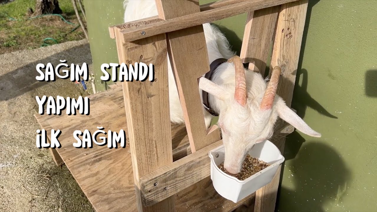 Keçi Sağma Standı Yapımı ilk sağım