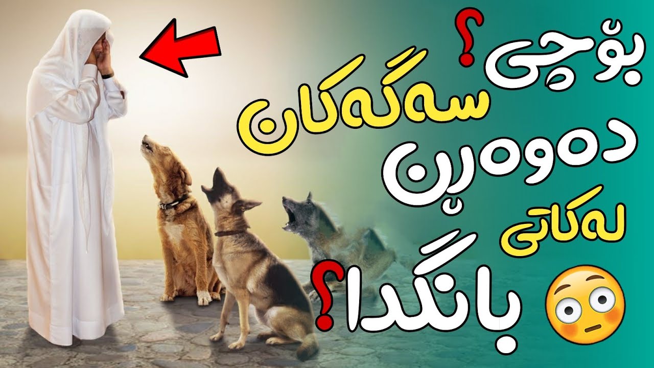 هۆکاری وەڕینی سەگ چییە لەکاتی بانگدا؟! ئایا جنۆکە و مردنی مرۆڤ دەبینێ؟ وەڵامەکە شۆکت دەکات !