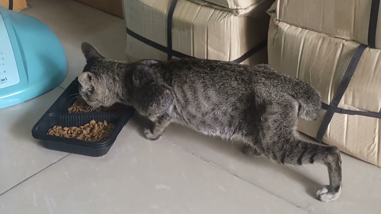 Description - Hungry Homeless Poor old cat wants food - His first time in to my house