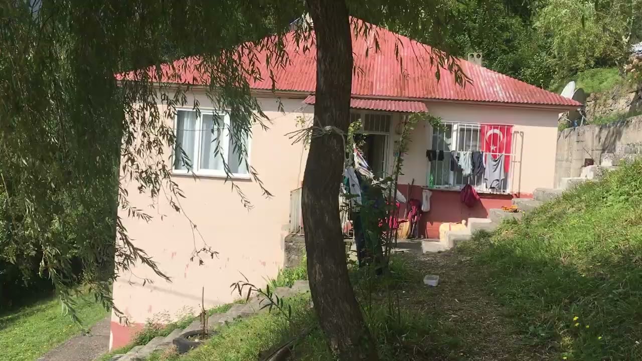 SÖĞÜT AĞACI / ÖRNEKALAN KÖYÜ / DAVUL ZURNA