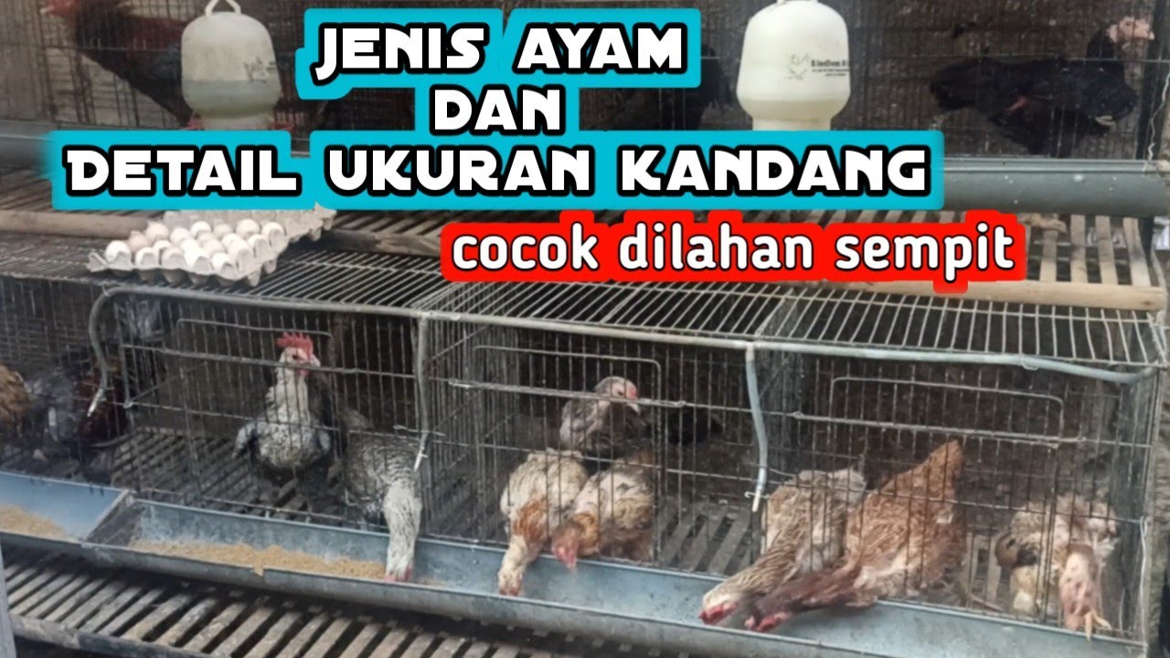 SIMPEL ‼️  Kandang ternak ayam kampung petelur skala rumahan dan jenis ayam kampung