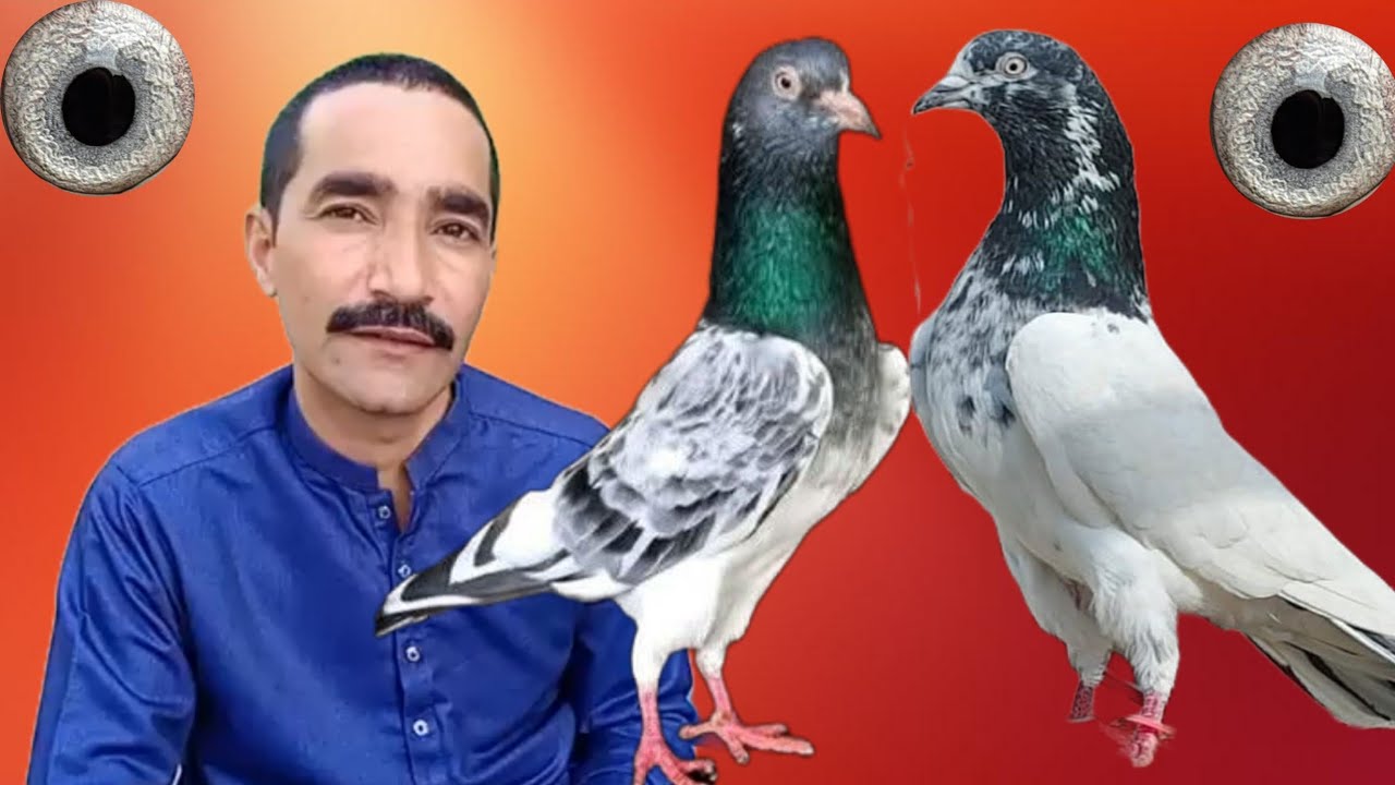 Rustam Kasur Ustad Mian Majid  ki chat se pigeons