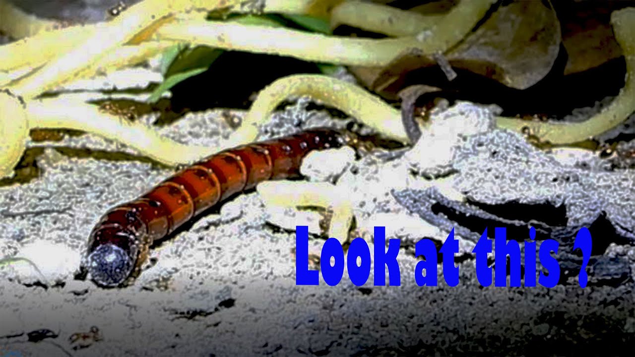 It was too dry to take root in the soil  | New insect in the sandy soil insecte