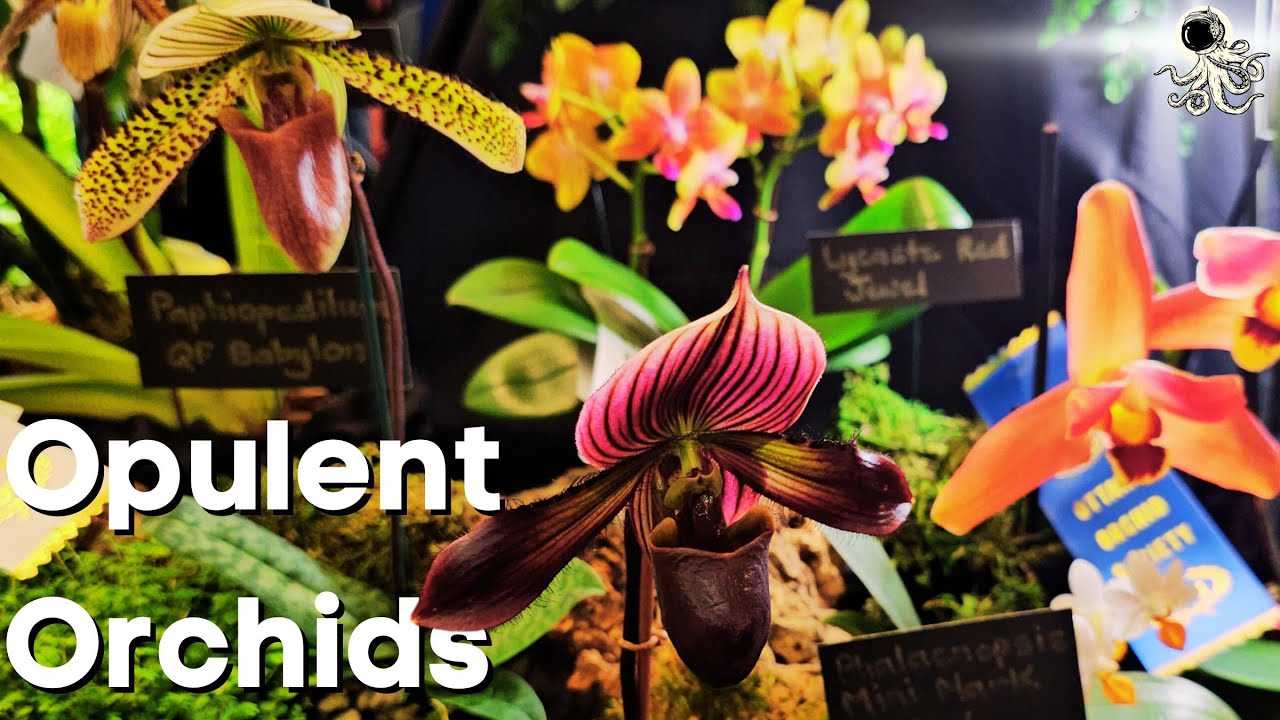 Rarest ORCHIDS in The WORLD