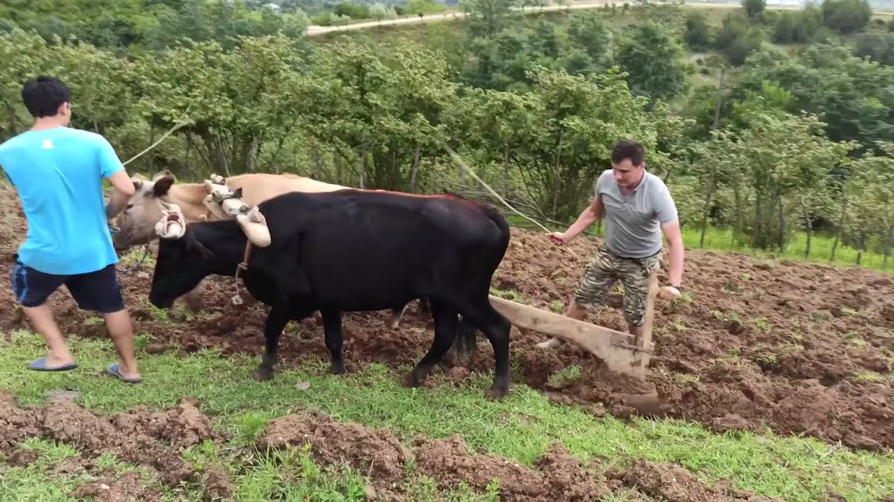 შოთა წურწუმია სოფელს ვართუქ თი მარას🇬🇪  მეგრულ ენაზე