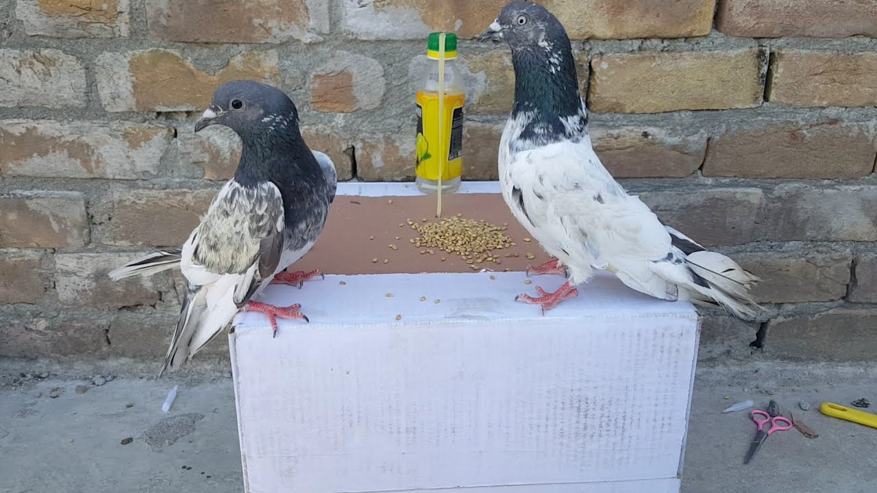 Must Watch New Pigeon Trap 2024 Using Cardboard Box And Palistic bottle.|bird trap|