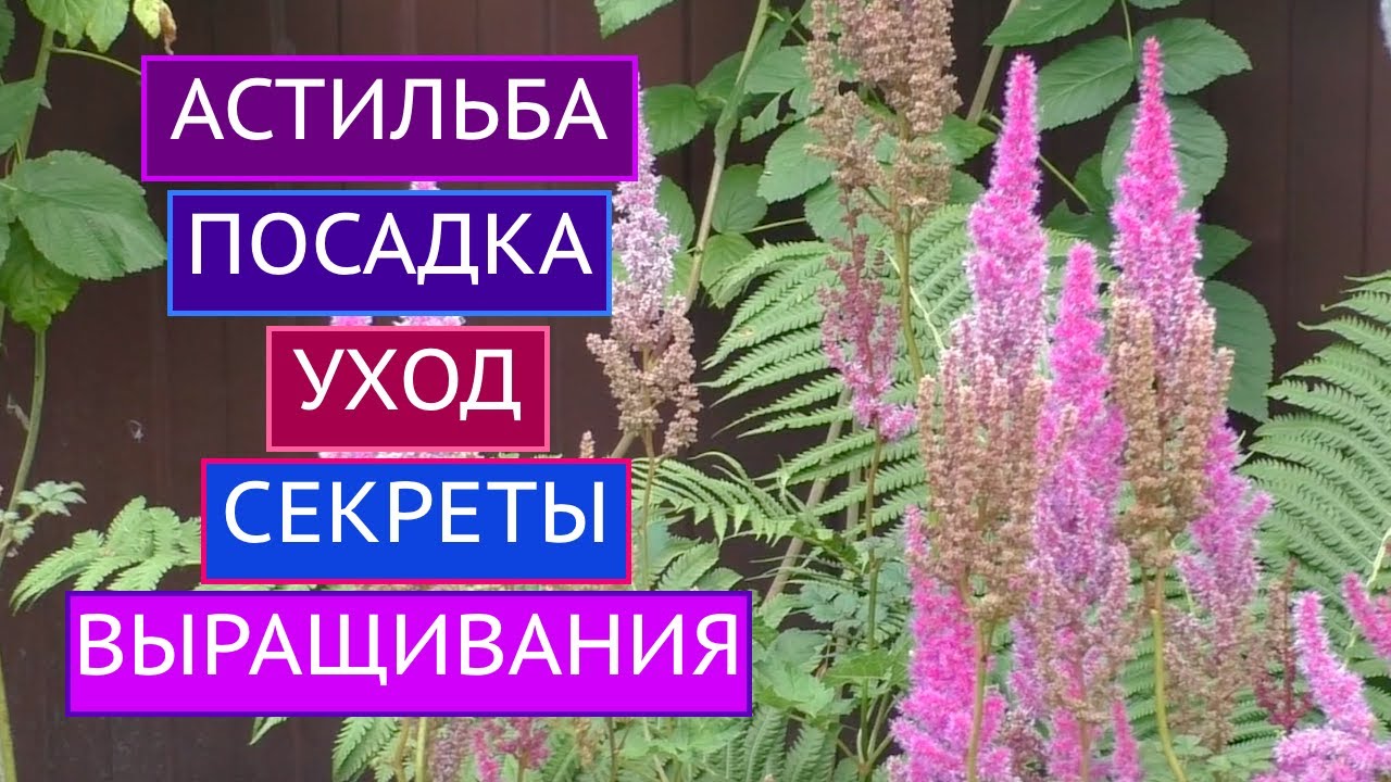 АСТИЛЬБА: ВСЕ, ЧТО НУЖНО ЗНАТЬ ОБ УХОДЕ + ПОСАДКА!