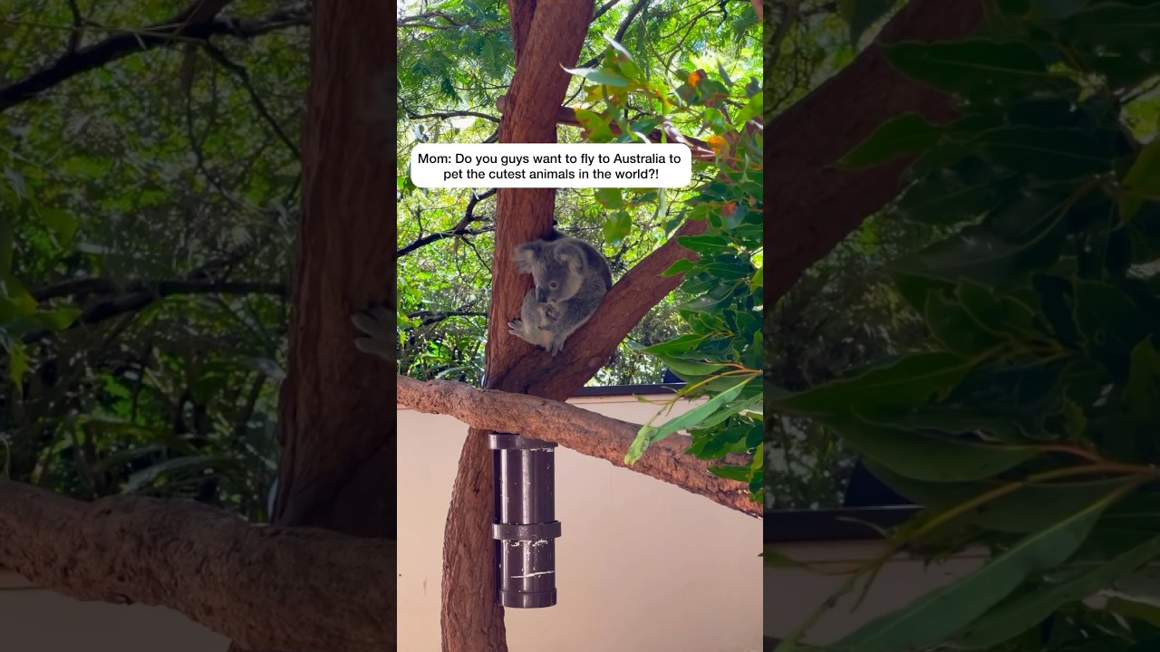 ✈️ we traveled to Australia to pet the world’s cutest animals 🐨 