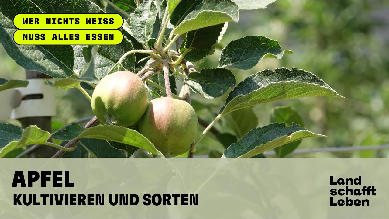 APFEL (2/5) - Kultivieren und Sorten