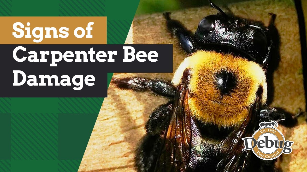 Signs of Carpenter Bee Damage | Around the House with Bill