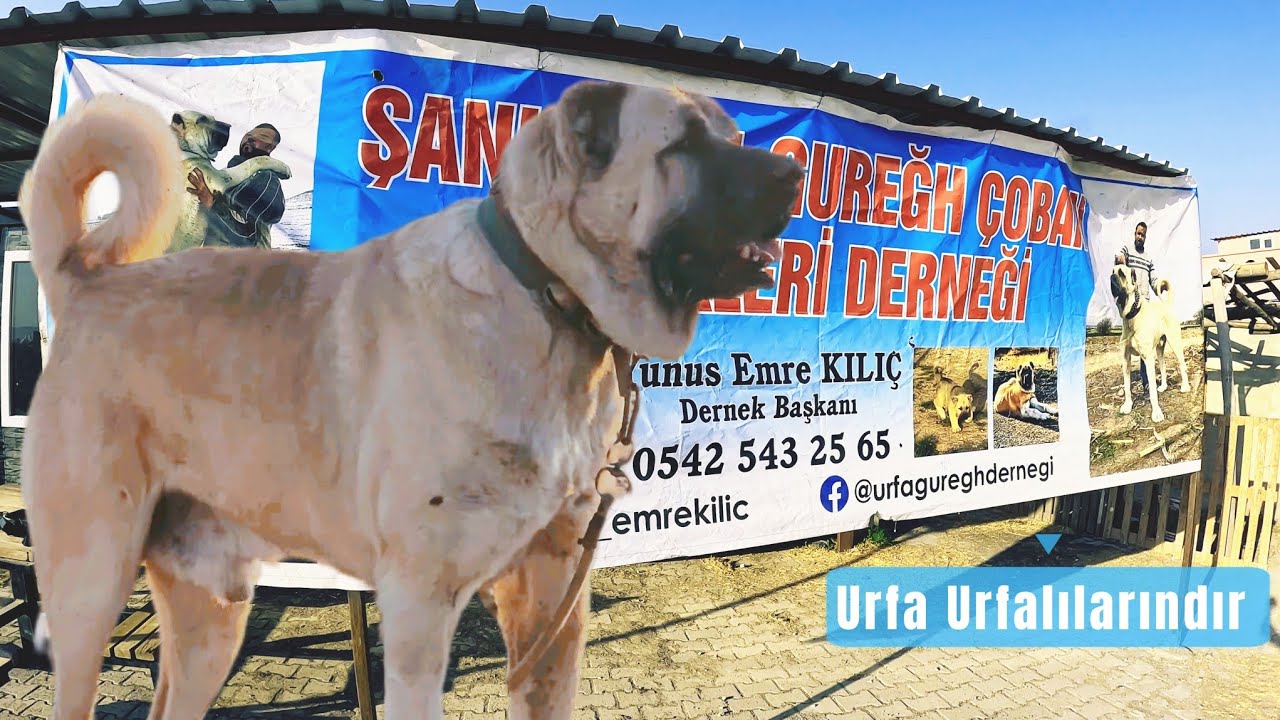 URFA ASLANLARI !!!! DEV CÜSSESİYLE GUREGH ÇOBAN KÖPEKLERİ 