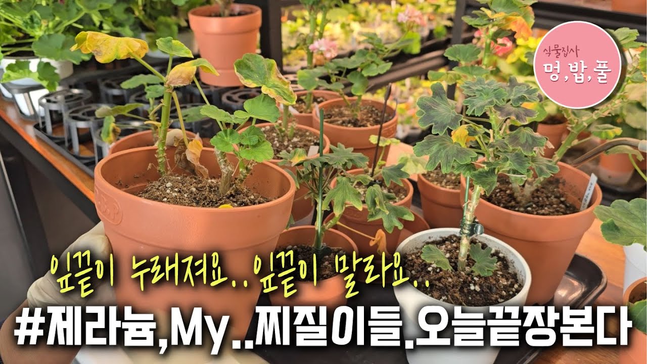 제라늄,잎마름현상&제라늄누런잎원인 #찌질이제라늄