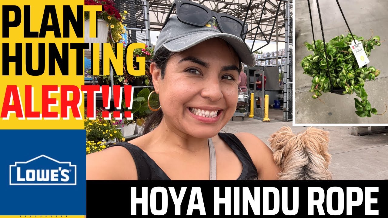HOUSEPLANT SHOPPING ALERT 🚨 HOUSEPLANT TOUR / BIG BOX STORE!!! HUNTING FOR HOYAS!!!