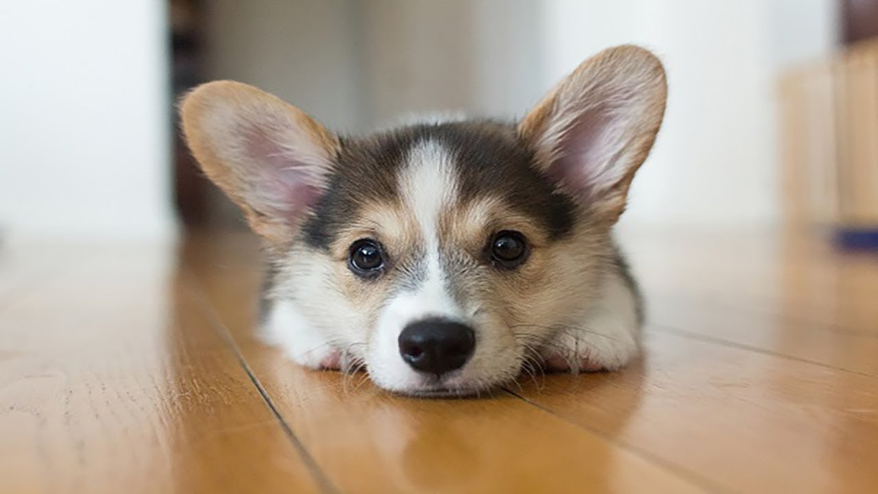 Cute and Funniest Corgi Puppies Videos Compilation