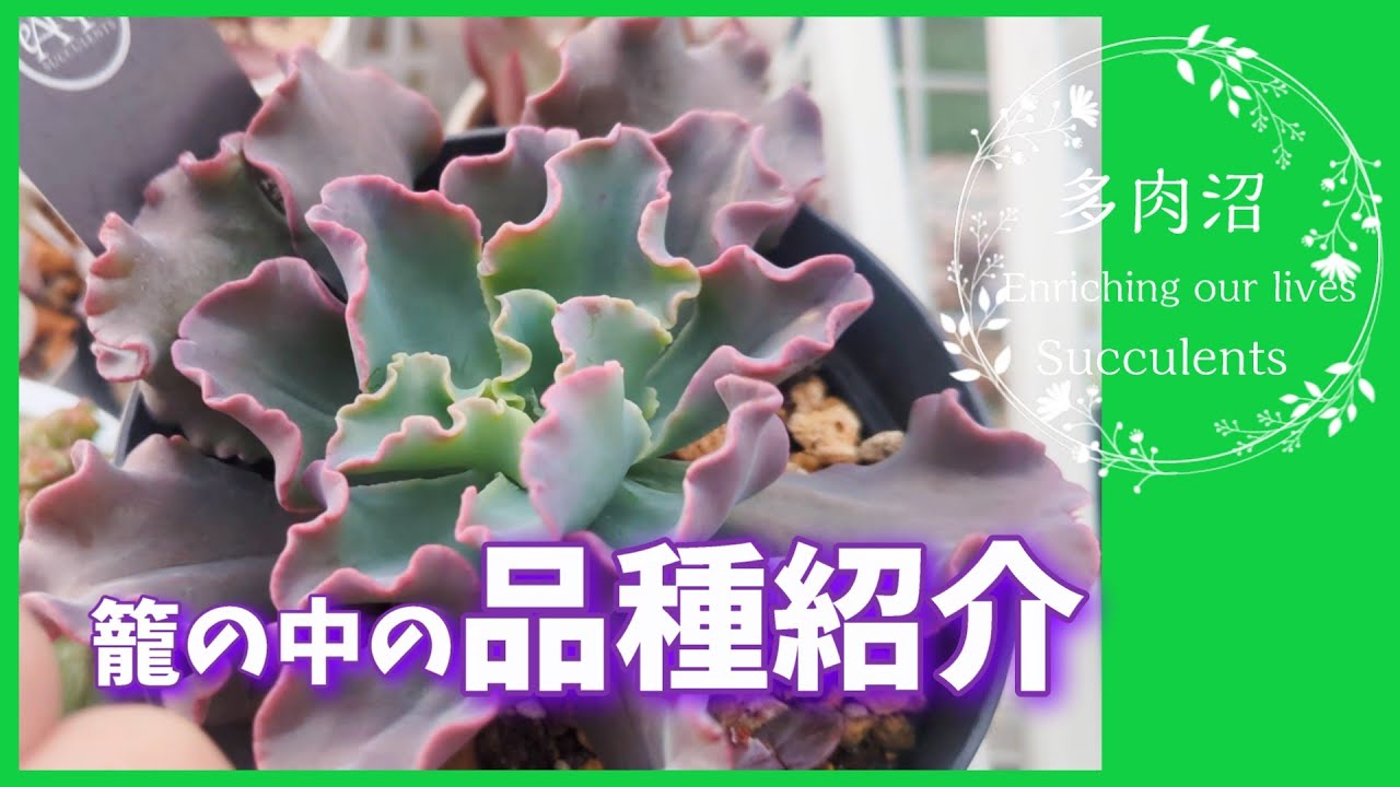 【多肉植物】#58　根っこはどうすれば早く伸びるかと籠の中の品種紹介