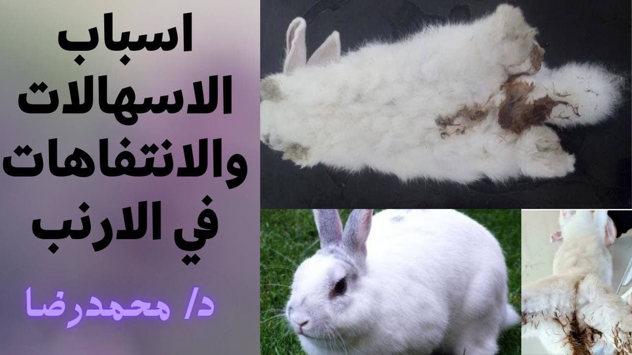 اقوي 💪وارخص علاج للانتفاخ والاسهال في الارنب بي(4)جنيه فقط👌مع د/محمد رضا