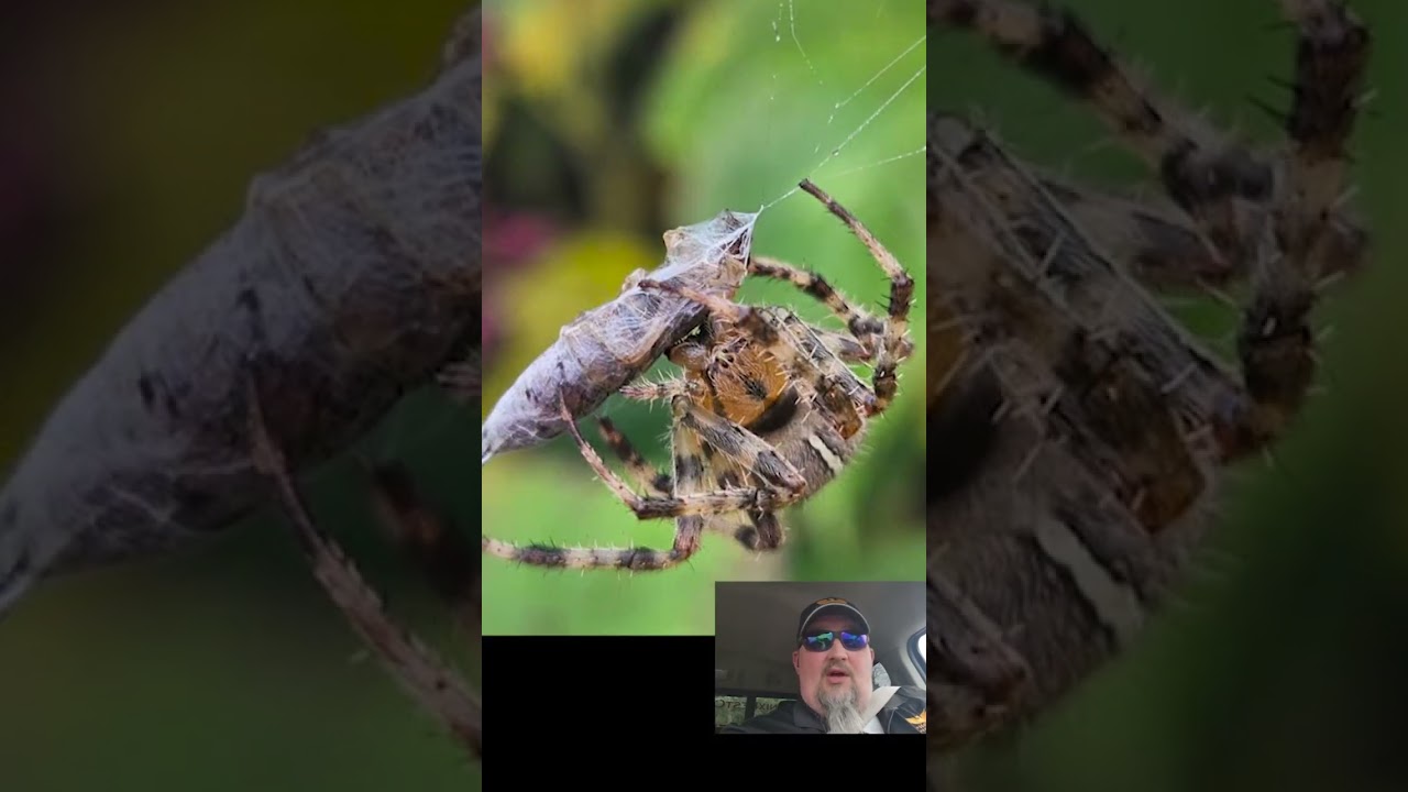 #spiders #crawlspace [4] #whatbugsme #pestcontrollife #maryvilletn #phoenixpestcontroltn