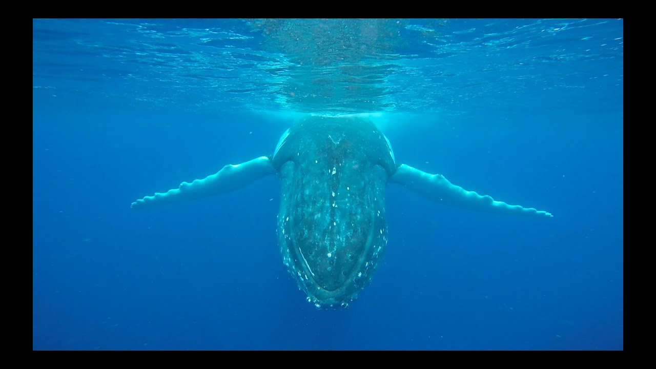 DANCES WITH WHALES HD Pre- vis TEASER - PLEASE WATCH in HD